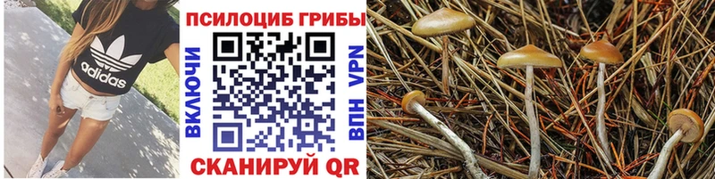 kraken ТОР  Белореченск  Псилоцибиновые грибы MAGIC MUSHROOMS 